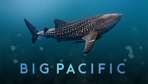 big-pacific