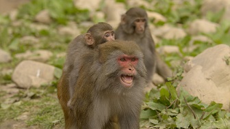 chinas-wild-side