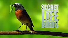 the-secret-life-of-birds
